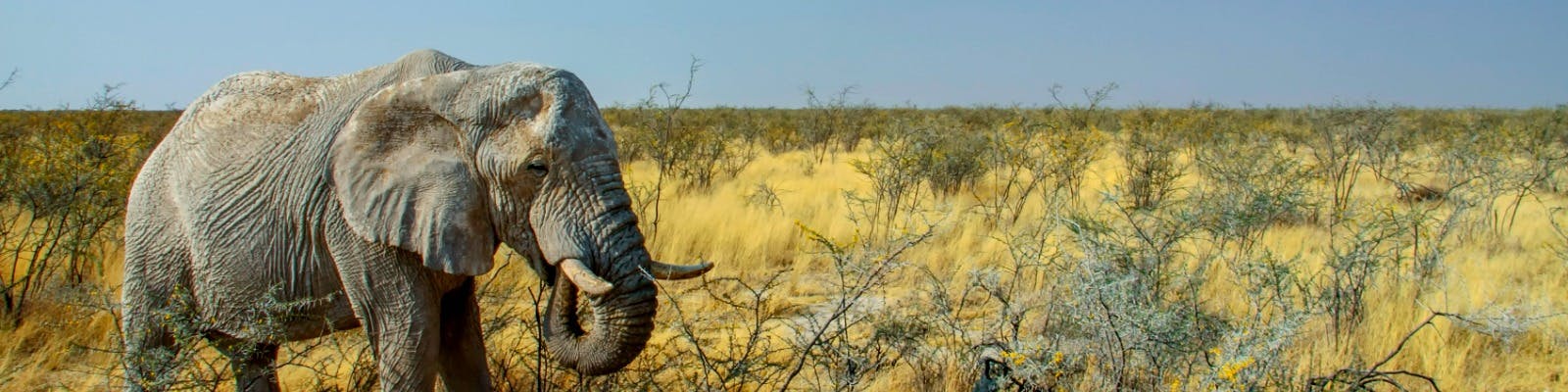 Namib Wüste Namibia Reisen