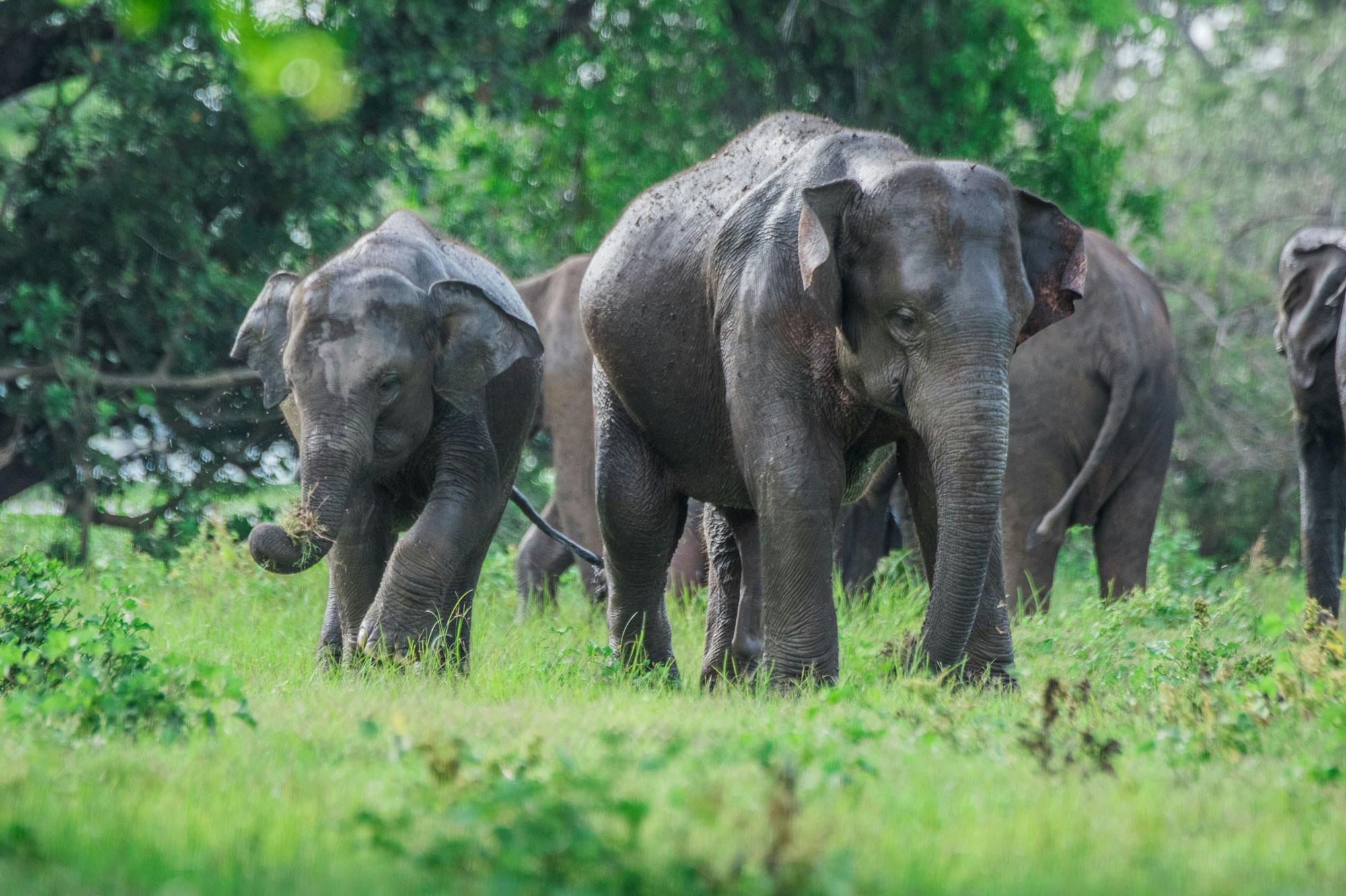 Eindrucksvolle Landschaften auf Rundreise durch Sri Lanka